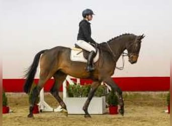 Oldenburg, Gelding, 5 years, 17,1 hh, Brown