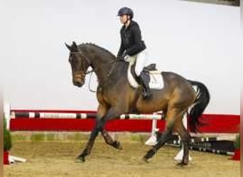 Oldenburg, Gelding, 5 years, 17,1 hh, Brown