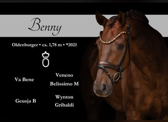 Oldenburg, Gelding, 5 years, 17.1 hh, Chestnut