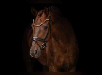 Oldenburg, Gelding, 5 years, 17.1 hh, Chestnut