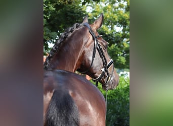 Oldenburger, Wallach, 5 Jahre, 17,1 hh, Schwarzbrauner