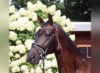 Oldenburger, Wallach, 5 Jahre, 17,1 hh, Schwarzbrauner