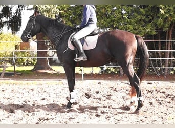 Oldenburg, Gelding, 5 years, 17,2 hh, Smoky-Black