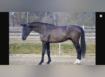 Oldenburg, Gelding, 5 years, 17.3 hh, Black