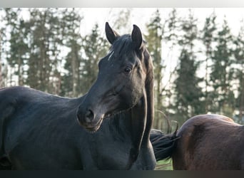 Oldenburg, Gelding, 5 years, 17.3 hh, Black