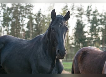 Oldenburg, Gelding, 5 years, 17.3 hh, Black