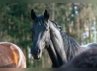 Oldenburg, Gelding, 5 years, 17.3 hh, Black