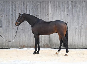 Oldenburg, Gelding, 5 years, 17 hh, Bay-Dark
