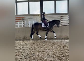 Oldenburg, Gelding, 5 years, 17 hh, Bay-Dark