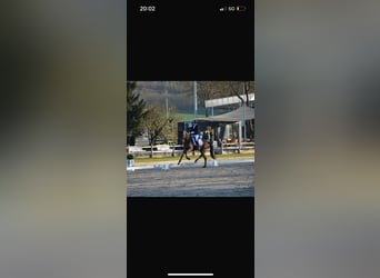 Oldenburg, Gelding, 5 years, 17 hh, Bay-Dark