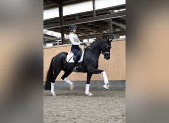 Oldenburg, Gelding, 5 years, 17 hh, Black