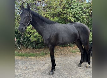 Oldenburg, Gelding, 5 years, 17 hh, Black