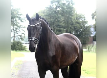 Oldenburg, Gelding, 5 years, 17 hh, Black