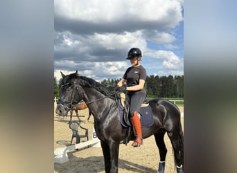 Oldenburg, Gelding, 5 years, 17 hh, Black