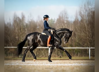Oldenburg, Gelding, 5 years, 17 hh, Black