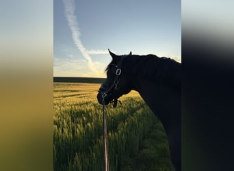 Oldenburg, Gelding, 5 years, 17 hh, Black