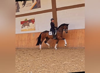 Oldenburg, Gelding, 5 years, 17 hh, Brown