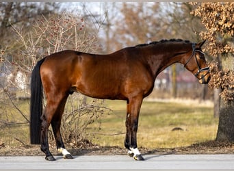 Oldenburg, Gelding, 5 years, 17 hh, Brown