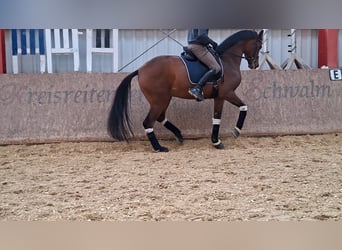 Oldenburg, Gelding, 5 years, 17 hh, Brown