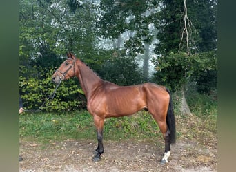 Oldenburg, Gelding, 5 years, 17 hh, Brown