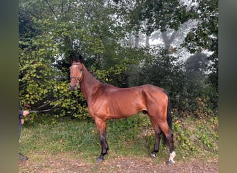 Oldenburg, Gelding, 5 years, 17 hh, Brown
