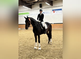 Oldenburg, Gelding, 5 years, 17 hh, Brown