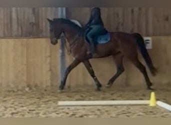 Oldenburg, Gelding, 5 years, 17 hh, Brown