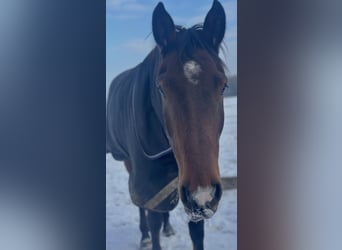 Oldenburg, Gelding, 5 years, 17 hh, Brown