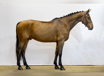 Oldenburg, Gelding, 5 years, 17 hh, Brown