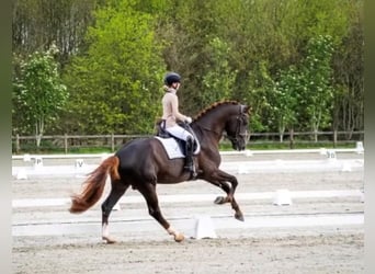 Oldenburg, Gelding, 5 years, 17 hh, Chestnut