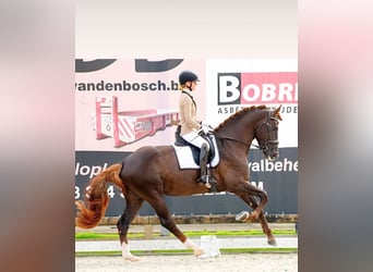 Oldenburg, Gelding, 5 years, 17 hh, Chestnut