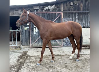 Oldenburg, Gelding, 5 years, 17 hh, Chestnut-Red