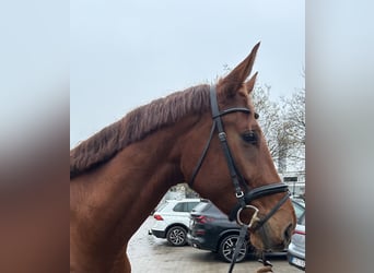 Oldenburg, Gelding, 5 years, 17 hh, Chestnut-Red