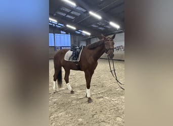 Oldenburg, Gelding, 5 years, 17 hh, Chestnut-Red