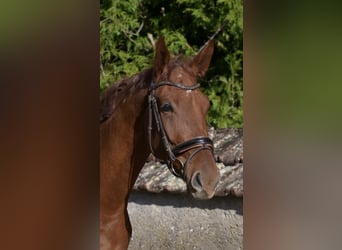 Oldenburg, Gelding, 5 years, 17 hh, Chestnut-Red