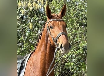 Oldenburg, Gelding, 5 years, 17 hh, Chestnut-Red