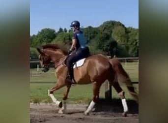 Oldenburg, Gelding, 5 years, 17 hh, Chestnut-Red