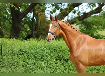 Oldenburg, Gelding, 5 years, 17 hh, Chestnut-Red