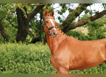 Oldenburg, Gelding, 5 years, 17 hh, Chestnut-Red