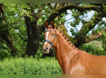 Oldenburg, Gelding, 5 years, 17 hh, Chestnut-Red