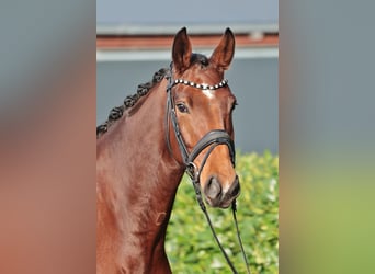 Oldenburg, Gelding, 5 years, 17 hh