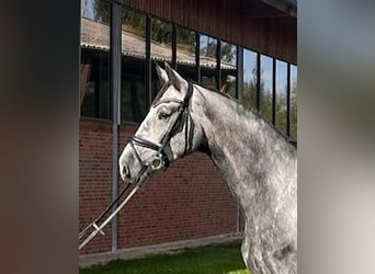 Oldenburg, Gelding, 5 years, 17 hh, Gray