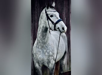 Oldenburg, Gelding, 5 years, 17 hh, Gray