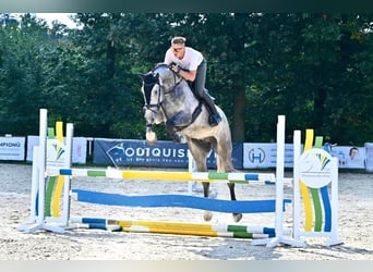 Oldenburg, Gelding, 5 years, 17 hh, Grey