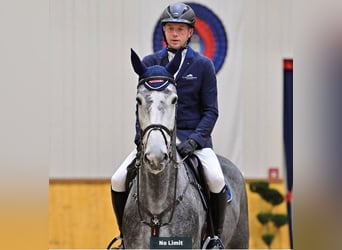 Oldenburg, Gelding, 5 years, 17 hh, Grey