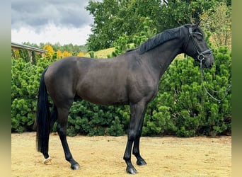 Oldenburg, Gelding, 5 years, 17 hh, Smoky-Black