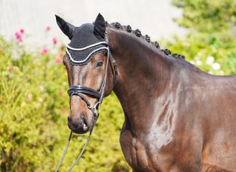 Oldenburg, Gelding, 5 years, 17,1 hh, Bay-Dark