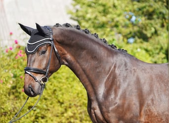 Oldenburg, Gelding, 5 years, 17,1 hh, Bay-Dark
