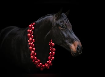 Oldenburg, Gelding, 5 years, 17,1 hh, Bay-Dark