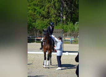 Oldenburg, Gelding, 5 years, 17,1 hh, Bay-Dark